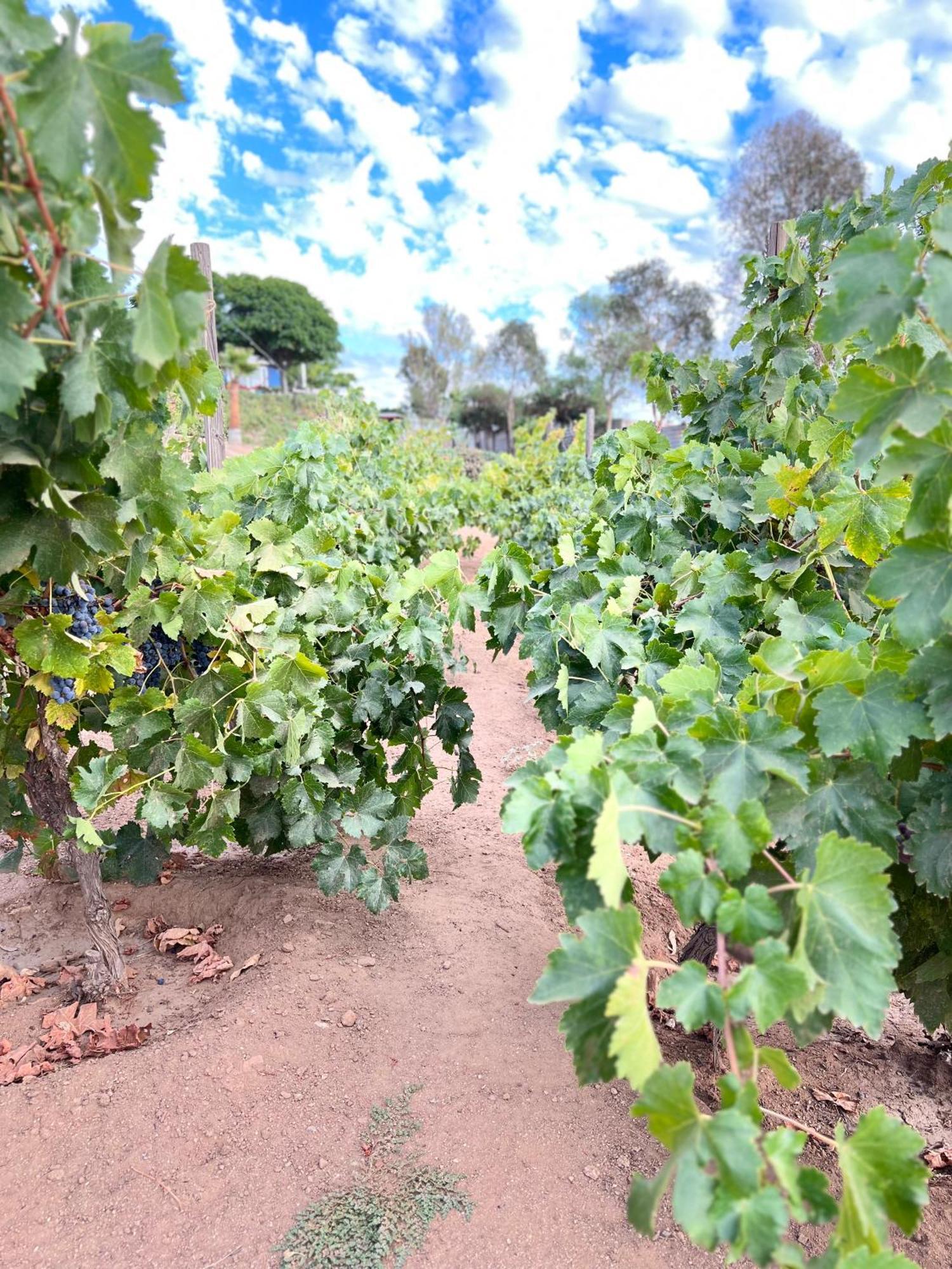 Rancho Matalote En Guadalupe Eksteriør billede